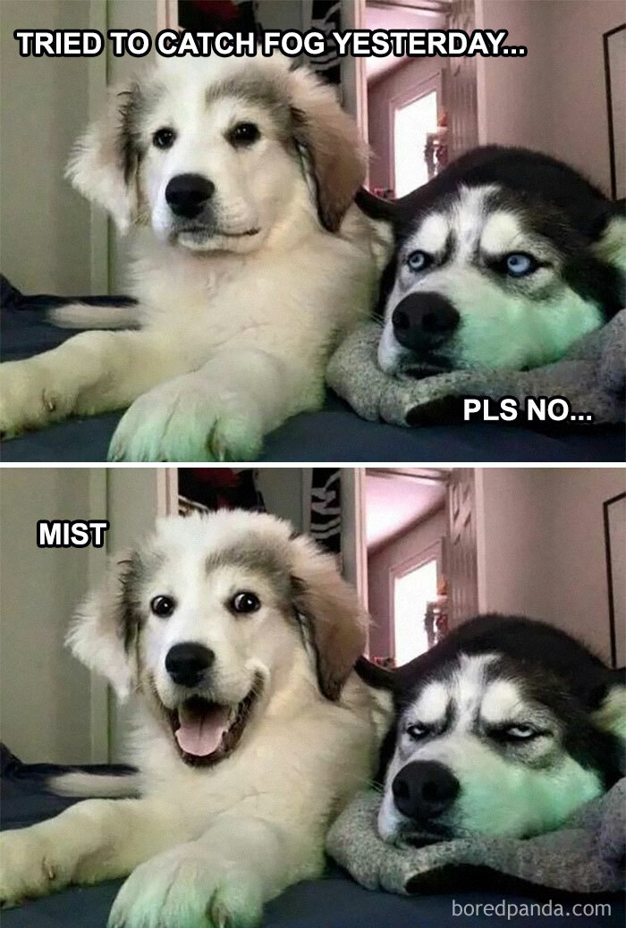 Two dogs in humorous meme; one looks cheerful, the other unimpressed. Funny and awkward animal moment shared online.