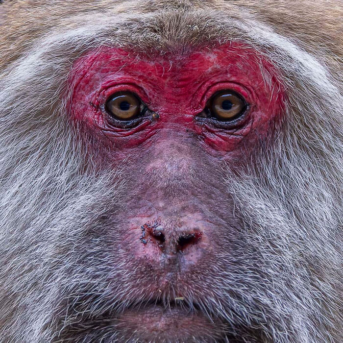 Close-up of a macaque's face with reddish skin and piercing eyes, showcasing stunning wildlife photography.