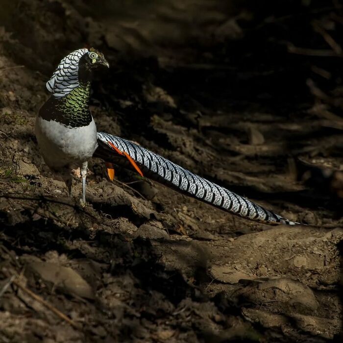 Pheasant with vivid plumage standing in natural habitat, illustrating stunning wildlife photography.