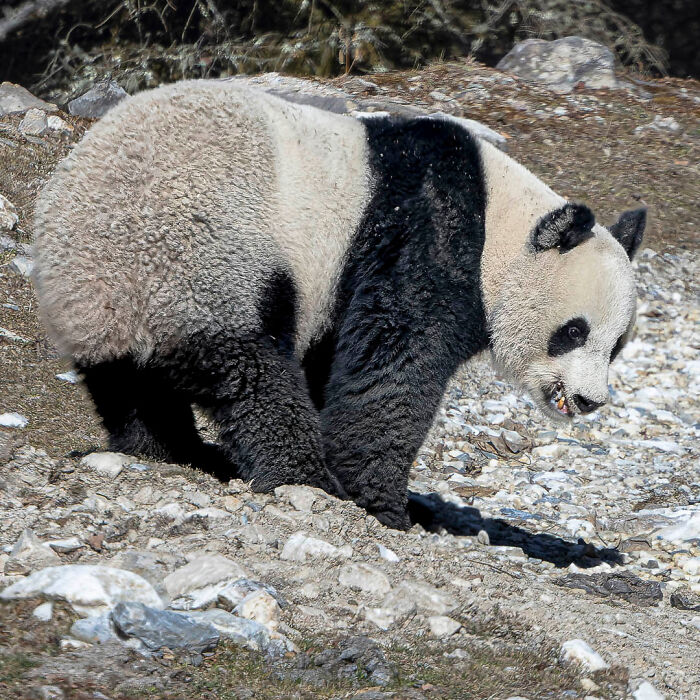Panda walking on rocky terrain, photographed by nature enthusiast.