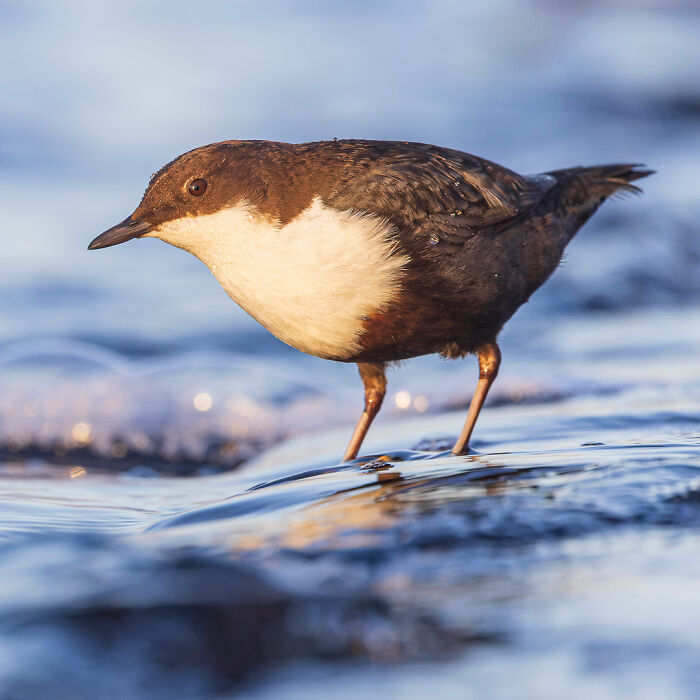 Wildlife photo of a small bird standing in shallow water, captured by photographer Lennart Verheuvel.