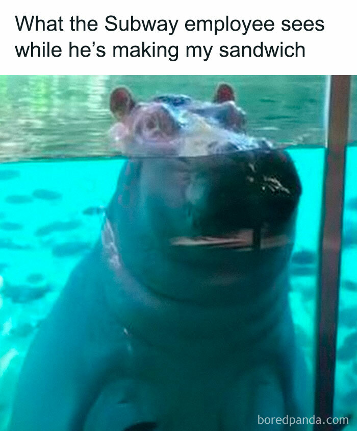 Hippo gazing through glass, relatable job meme humor about making sandwiches.