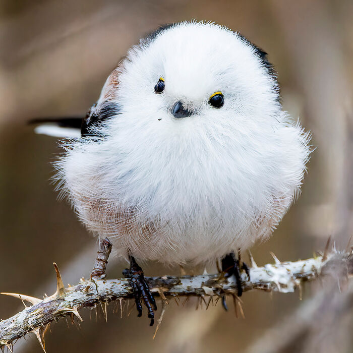 Fluffy bird perched on a branch captured in a stunning wildlife photo.