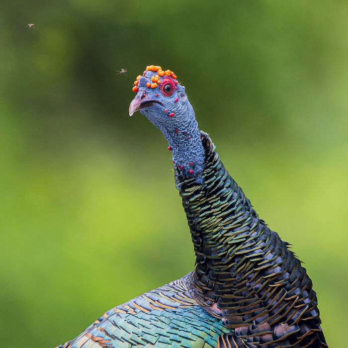 Vibrant wildlife photo of a colorful turkey with detailed feathers and a green background.
