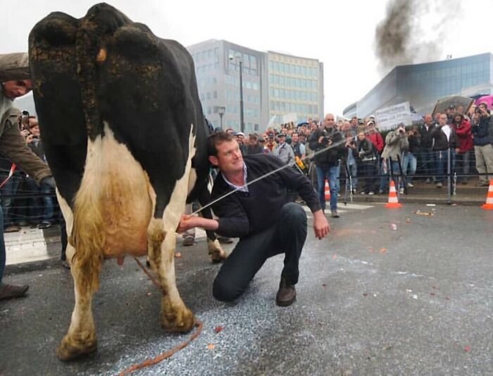 Man crouching beside a cow on a busy street during perfectly timed moment.