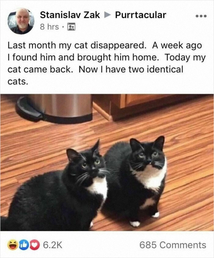 Two identical black and white cats sitting on a wooden floor, creating an amusing and awkward animal moment.