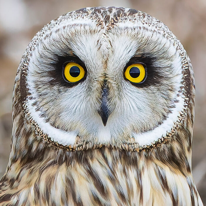 Close-up of an owl with striking yellow eyes, showcasing stunning wildlife photography by Lennart Verheuvel.