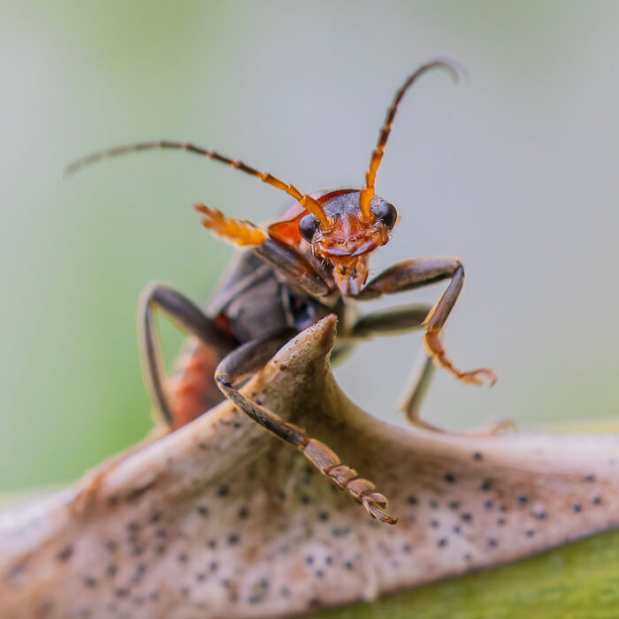 Close-up of a colorful insect on a leaf, showcasing stunning wildlife photography by Lennart Verheuvel.