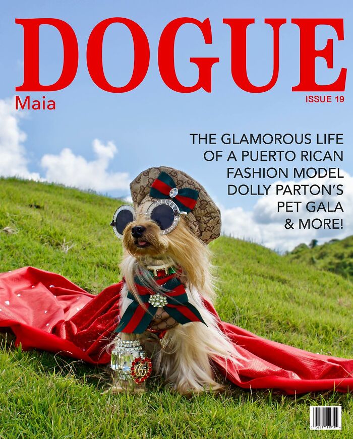 Dog in fashionable attire with sunglasses and hat, showcased on cover of Dogue magazine.