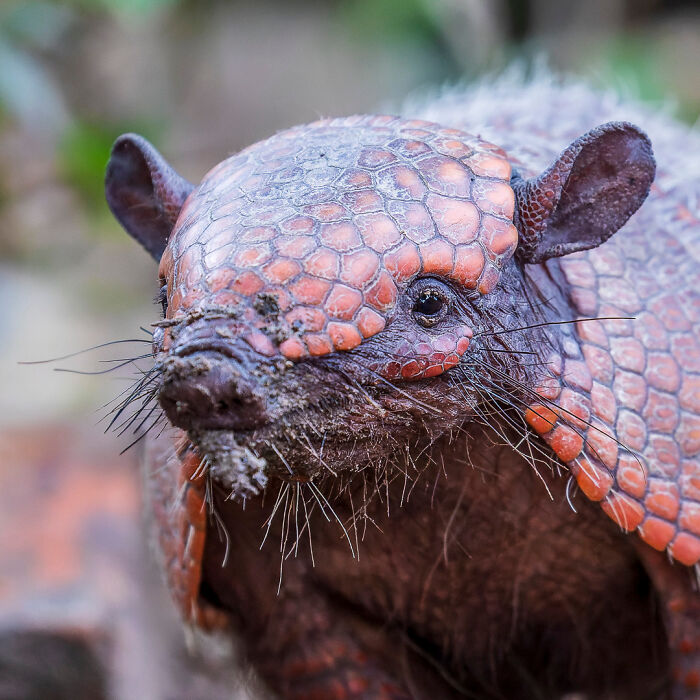 Close-up of an armadillo's face, showcasing detailed, textured scales and whiskers in a wildlife photograph.