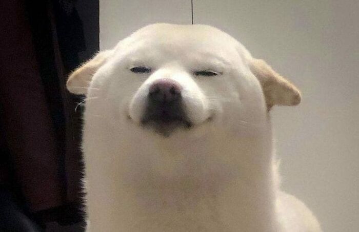 Dog with a funny, smug expression looking amused.