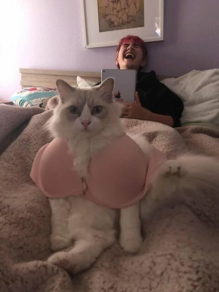 A fluffy cat wearing a bra looks serious while a person in bed laughs behind, showcasing random humor.