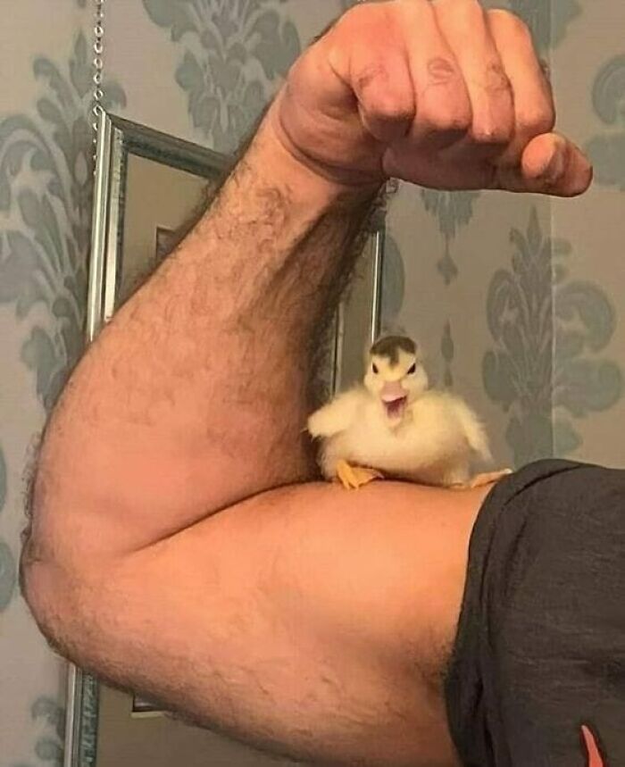 A fluffy duckling sitting on a flexed arm, showcasing funny random humor without context.