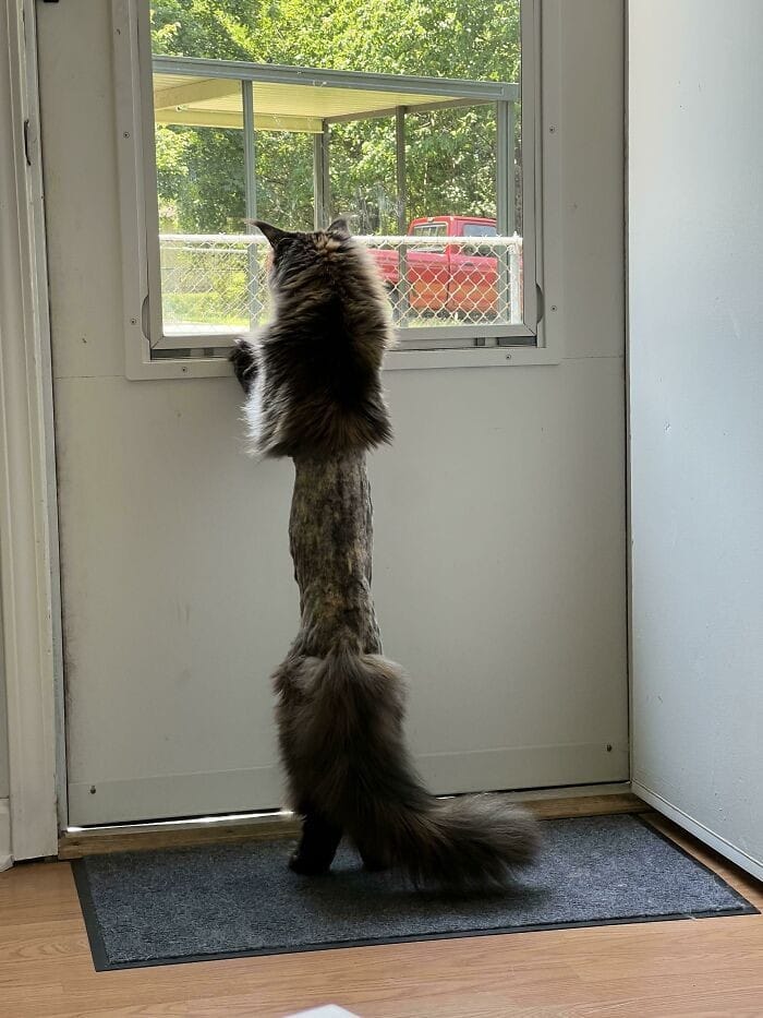 Fluffy cat humorously stretching tall to look out a window.