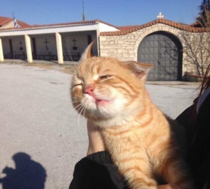 Orange cat making a funny face while being held outside near a stone building.