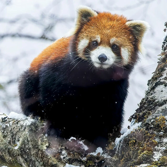 Red panda perched on a snowy tree branch, captured in stunning wildlife photography by Lennart Verheuvel.