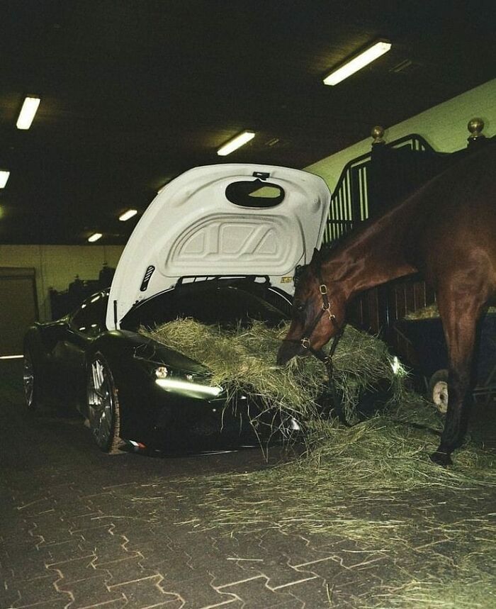 Horse eating hay from a luxury car trunk in a stable, highlighting random funny moments.