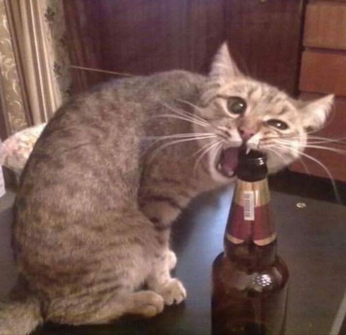 Funny cat trying to bite a bottle cap, sitting on a table.