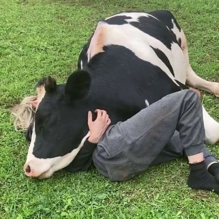 Person lying under a cow, humorously cuddling on grass.