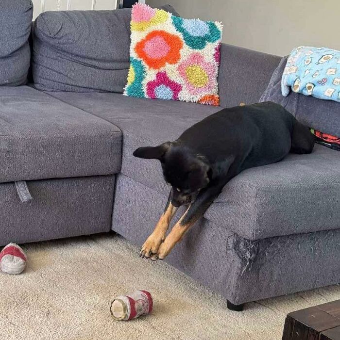 A dog stretching on a couch, reaching for a can on carpet, with colorful cushions nearby.