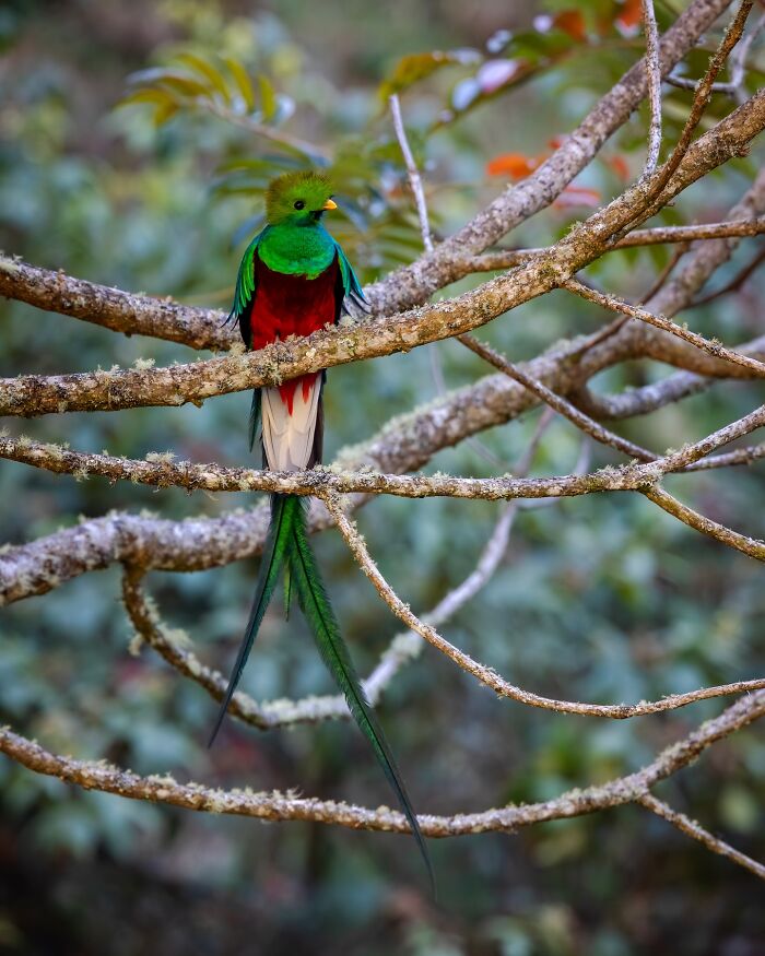 A vibrant bird with colorful plumage perched on mossy branches, showcasing the raw beauty of wildlife.
