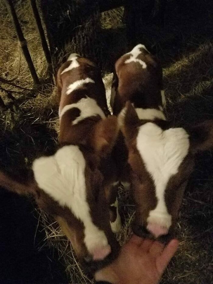 Three calves with heart-shaped markings on their heads being petted; a humorous and random moment captured.