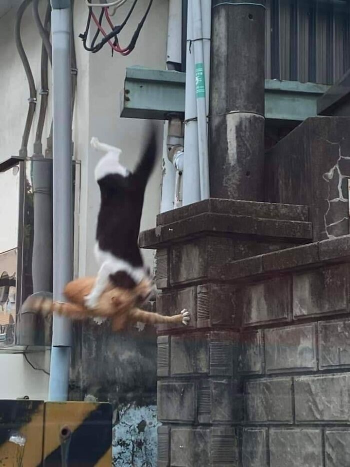 Cats midair in a funny moment, leaping off a wall in an urban setting.