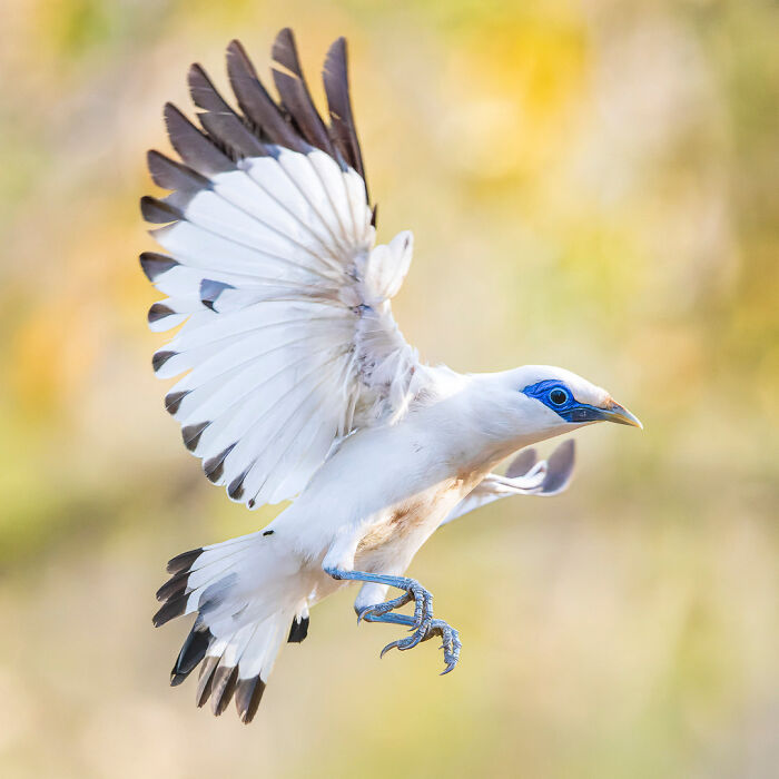White bird with blue eyes in flight, showcasing stunning wildlife photography.