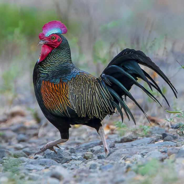 Vibrant rooster in natural habitat, showcasing stunning wildlife photography by Lennart Verheuvel.