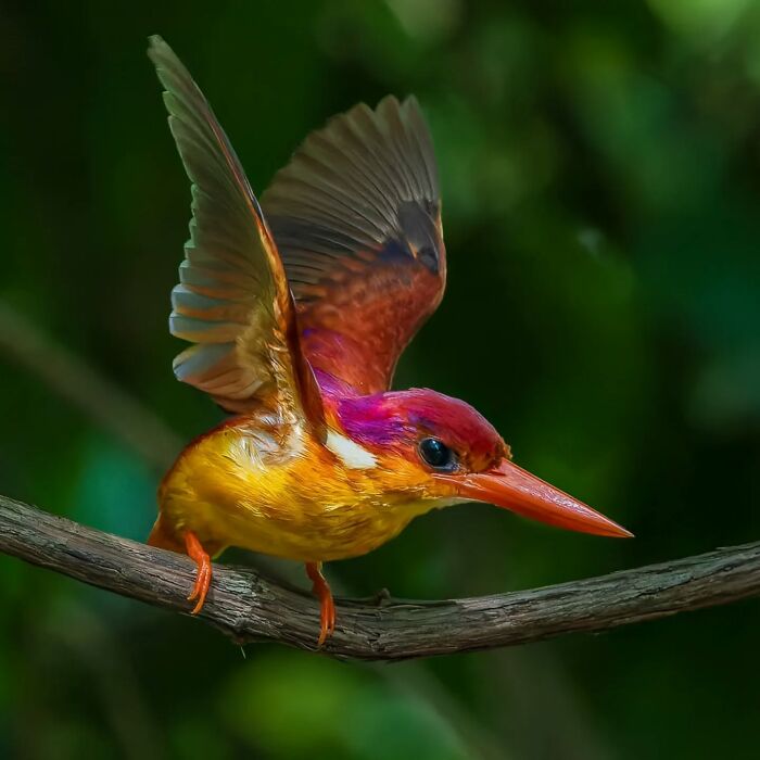 Colorful kingfisher perched on a branch, captured in vivid detail by wildlife photographer.