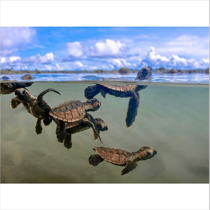Wildlife captured as baby sea turtles swim near the ocean surface, showcasing raw natural beauty.