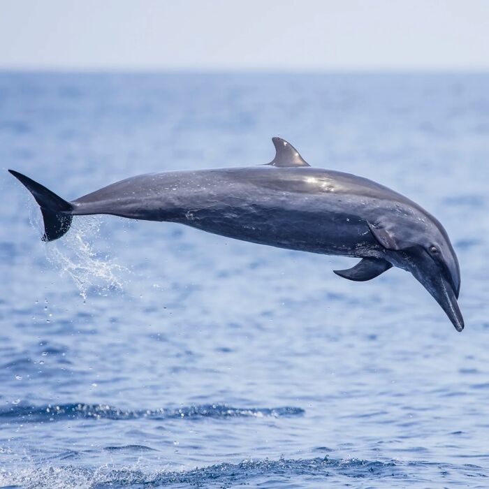 Dolphin leaping gracefully above ocean waves, captured in stunning wildlife photography.