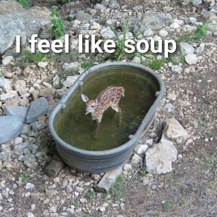 A fawn stands in a water trough with the caption "I feel like soup," adding a touch of random humor.
