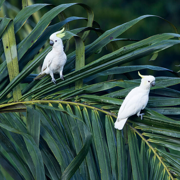 Two white cockatoos perched on lush green foliage, showcasing stunning wildlife photography.