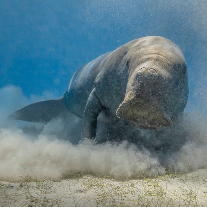 Manatee gliding over sandy ocean floor, captured in stunning wildlife photography by Lennart Verheuvel.