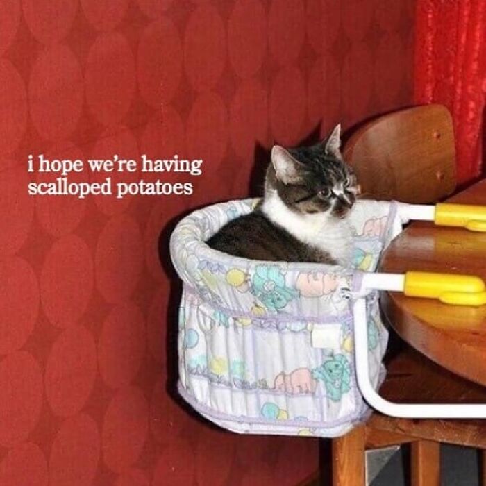 Cat humorously sitting in a baby seat with text "I hope we're having scalloped potatoes," illustrating random funny memes.