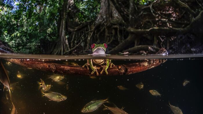 Frog on a log in a pond with fish swimming below; a raw beauty of wildlife captured by a photographer.