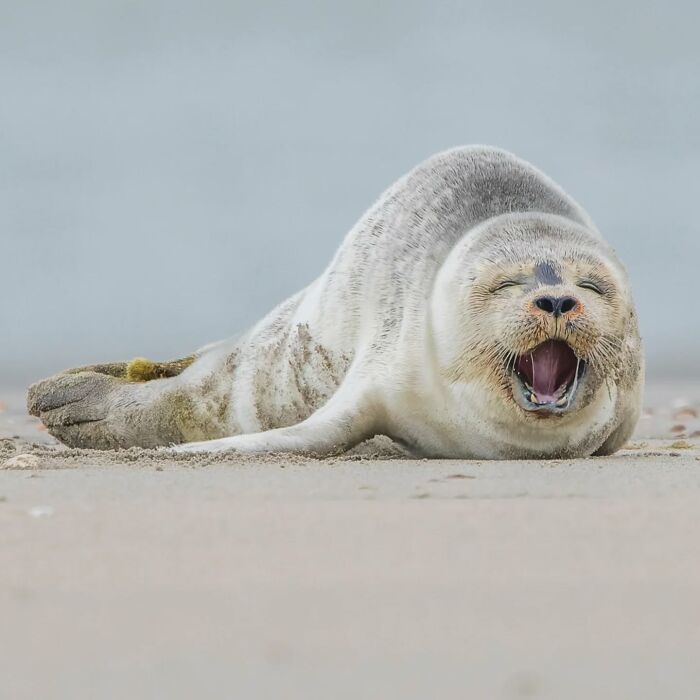 Yawning seal lying on sandy beach, captured in stunning wildlife photography.