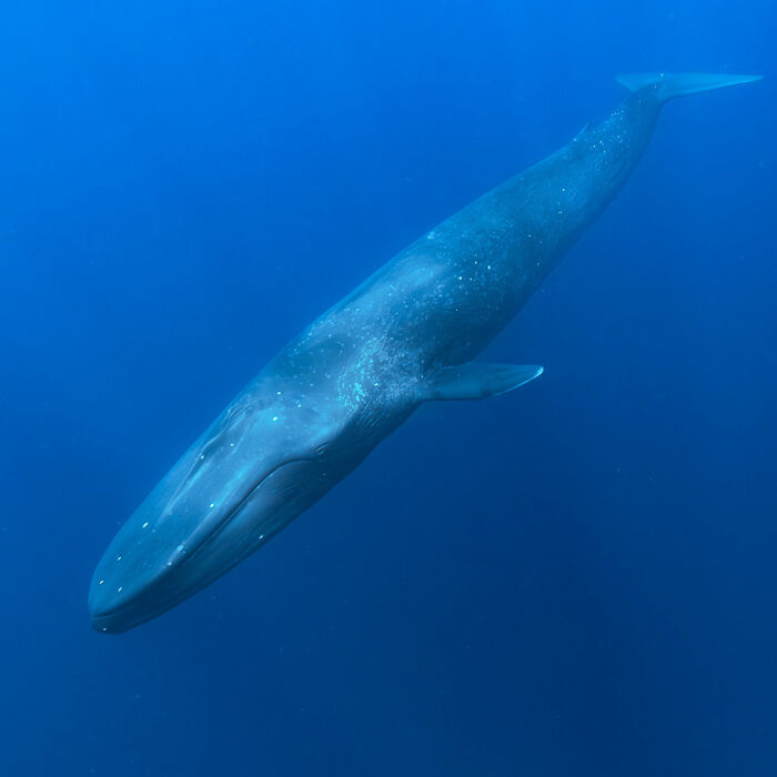 Whale swimming gracefully in deep blue ocean, showcasing stunning wildlife photography.