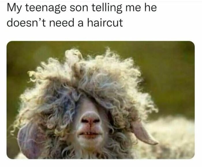 Sheep with a wild, unkempt mane humorously compared to a teenage son's refusal for a haircut, reflecting parenting memes.