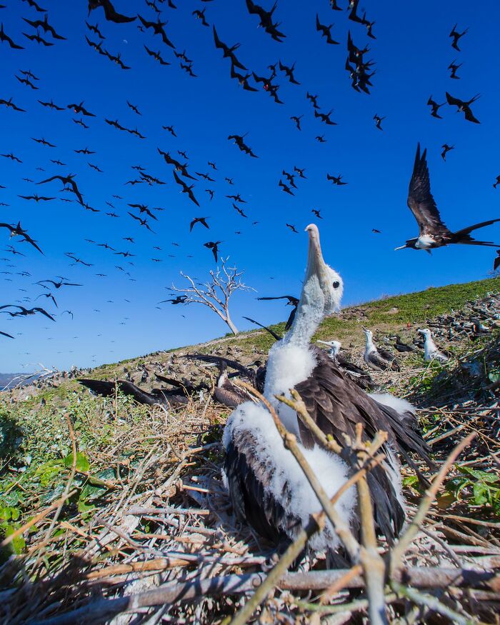 Wildlife captured in raw beauty: a young bird on the ground with a flock flying above against a clear blue sky.