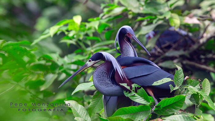 Two herons perched on lush green branches, showcasing the raw beauty of wildlife.