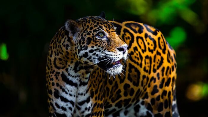 Wild jaguar captured by photographer, showcasing the raw beauty of wildlife in its natural habitat.