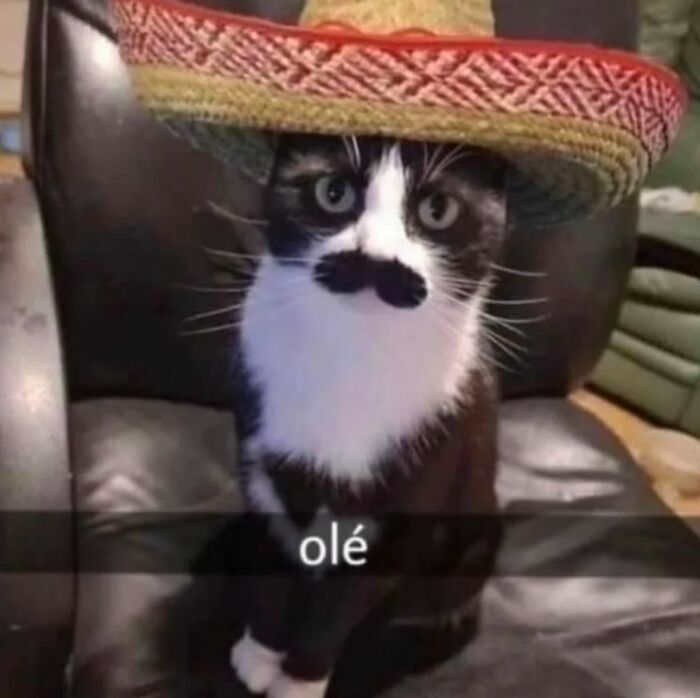 Cat memes featuring a cat wearing a sombrero and a fake mustache, captioned "olé" while sitting on a chair.