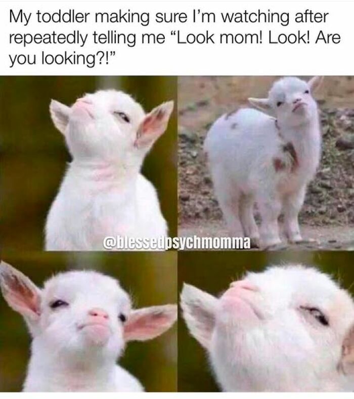 Goat mimicking a toddler demanding attention, with the text "My toddler making sure I’m watching, 'Look mom! Look! Are you looking?!'"