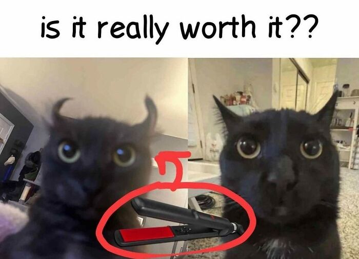 Confused black cat with straightened fur; humorous cat meme from Catlandscentral.