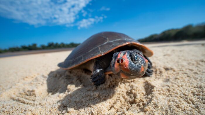 Wildlife beauty captured: turtle on sandy beach under a bright blue sky.