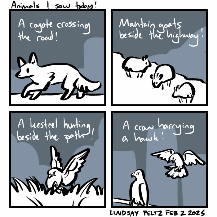 Comic strip depicting animals: coyote on road, mountain goats by highway, kestrel hunting, crow harrying hawk. Life’s struggles captured.