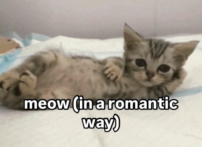 Cute kitten lying down with text "meow (in a romantic way)" overlayed, perfect for cat memes.