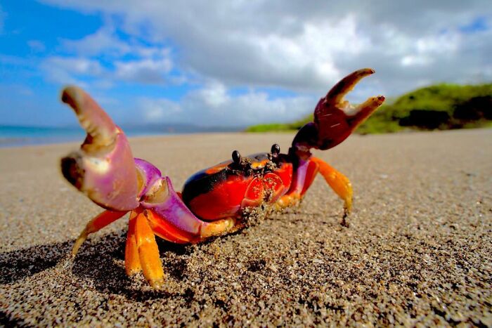 Colorful crab on sandy beach under cloudy sky, showcasing wildlife beauty.